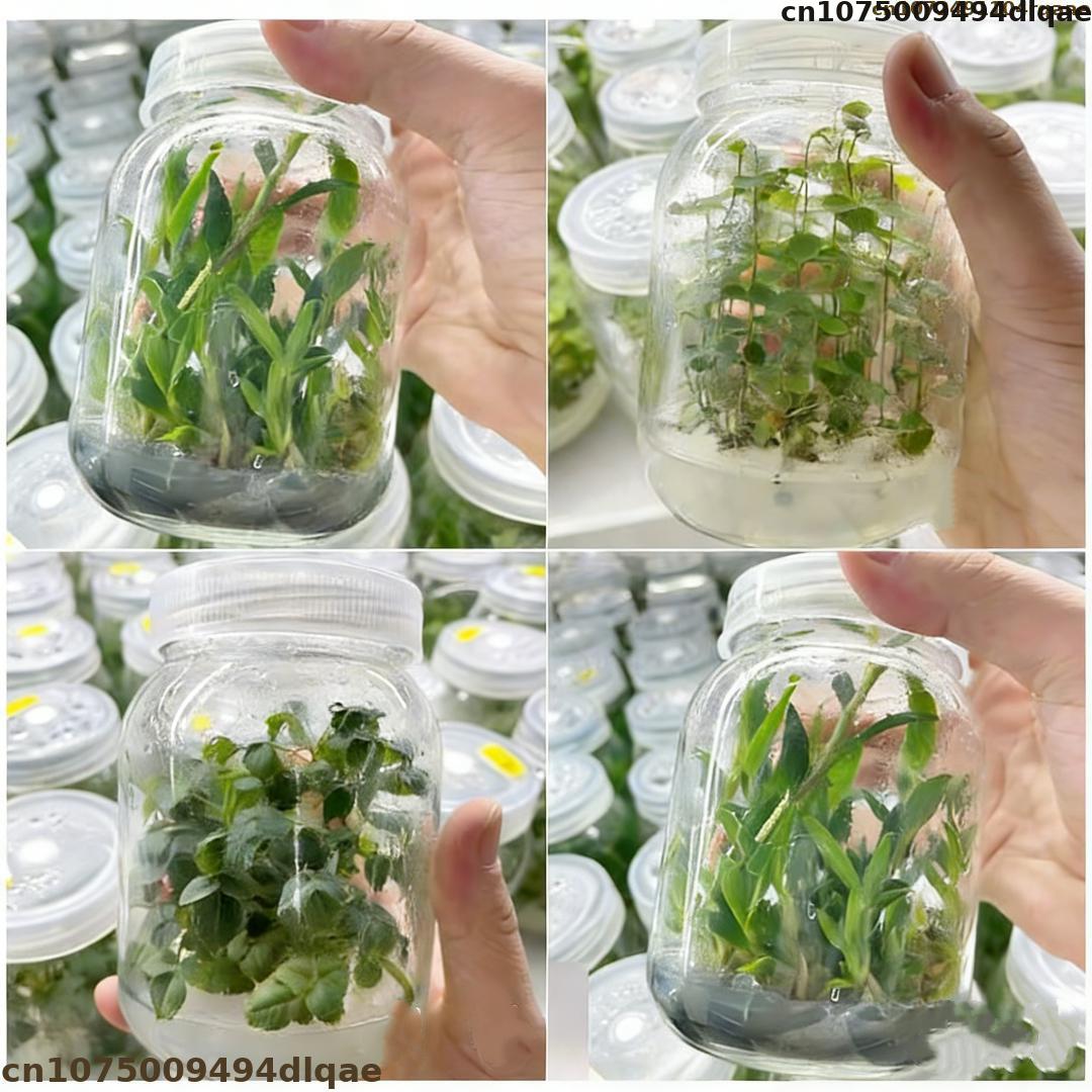Plant Tissue Culture Agar Powd - Agar Tissue Culture 评论和价格